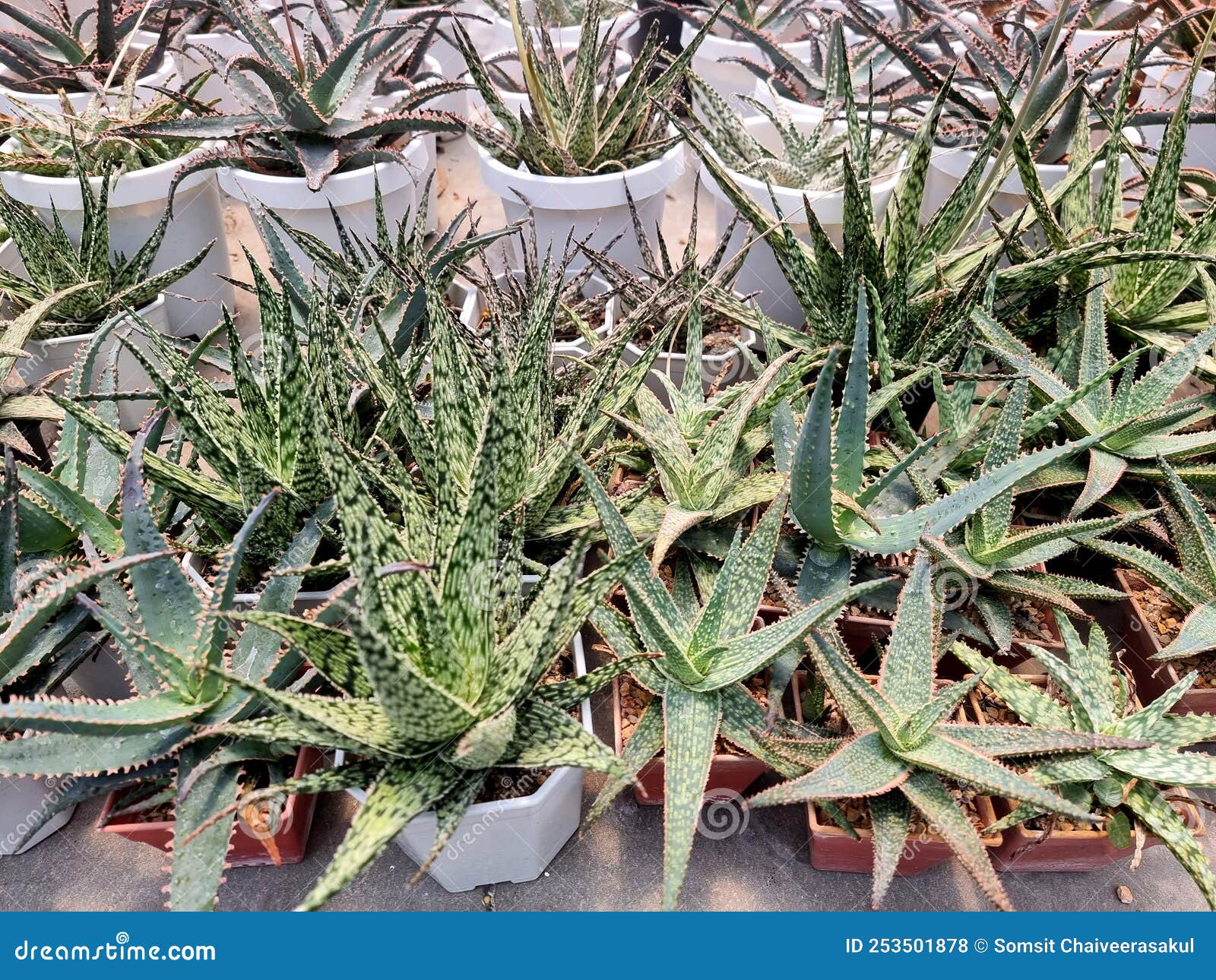 Haworthia in a pots stock photo. Image of design, haworthia 253501878