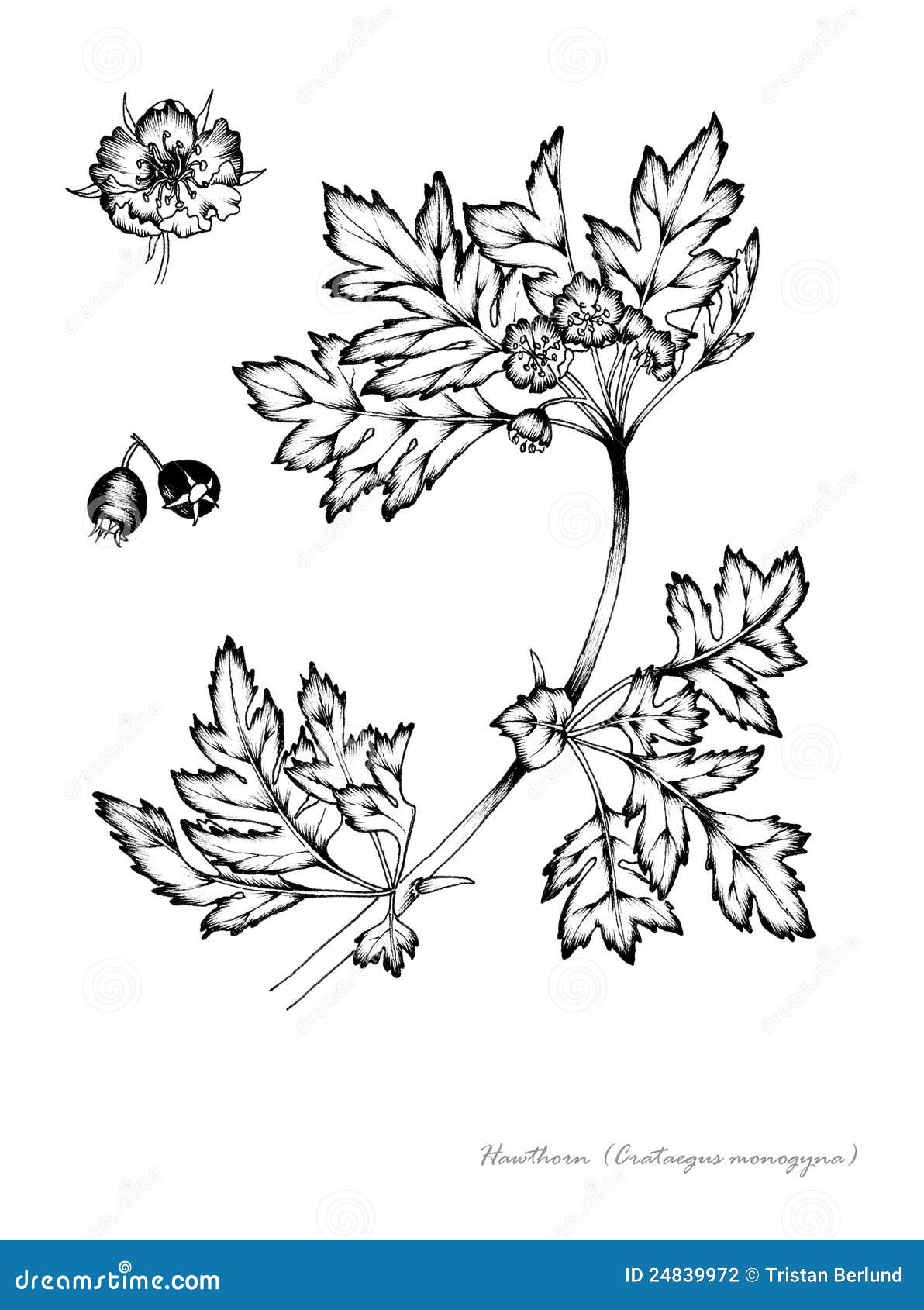Hawthorn stock illustration. Illustration of herb, plant - 24839972