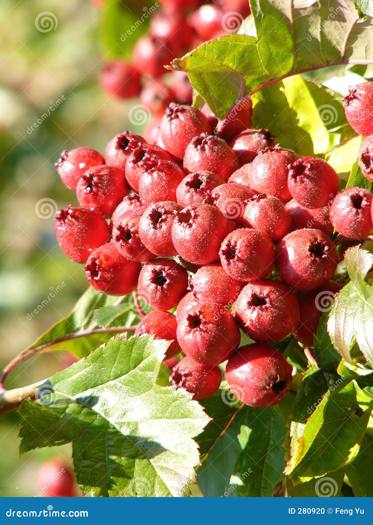 Hawthorn stock photo. Image of nature, park, flower, berries 280920