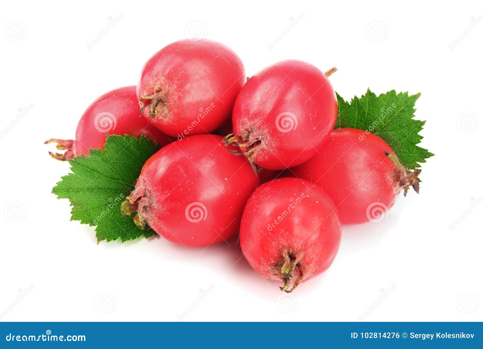 hawthorn berry with leaf  on white background close-up