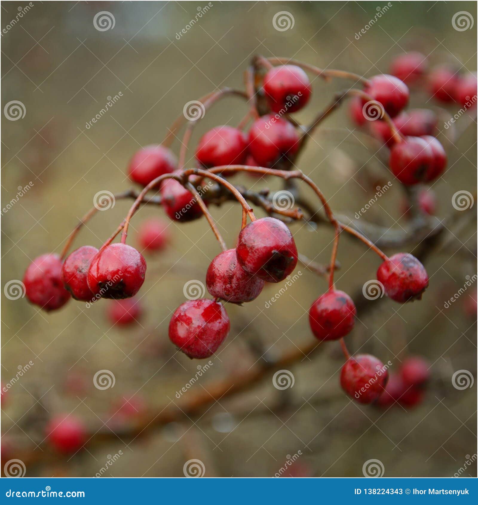 Hawthorn Bush Covered with Ripe Berries Stock Image - Image of plant ...