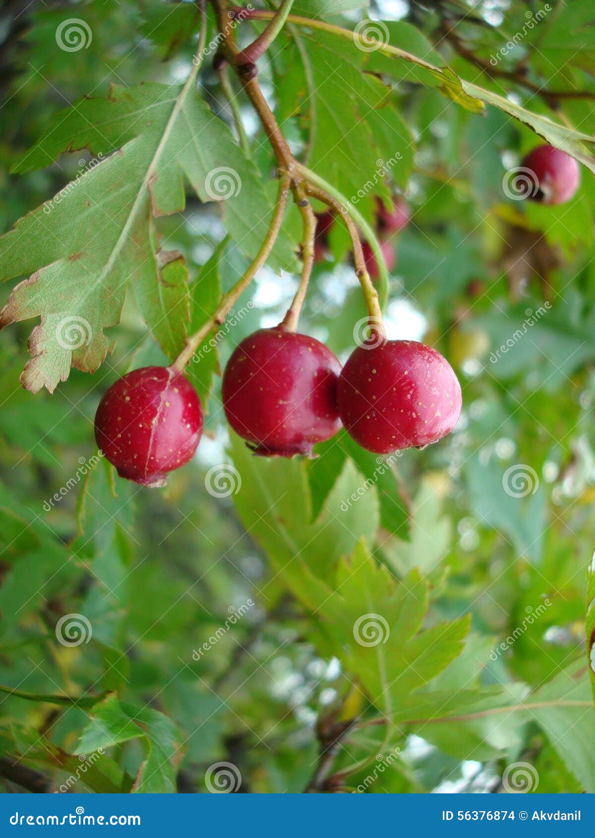 Hawthorn stock photo. Image of grass, flora, harvest 56376874