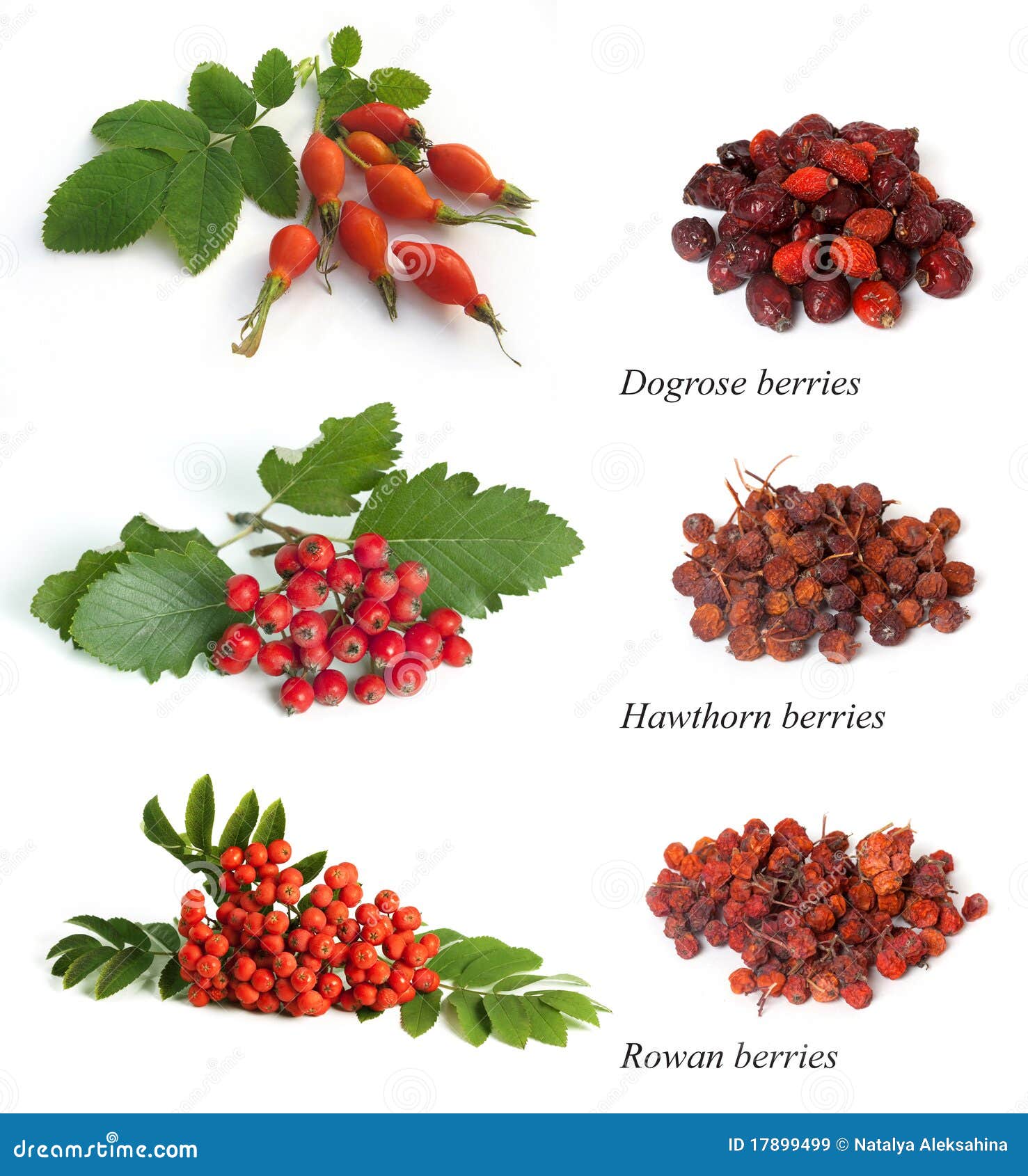 Rowan Berry - Sorbus Aucuparia Stock Photography | CartoonDealer.com ...