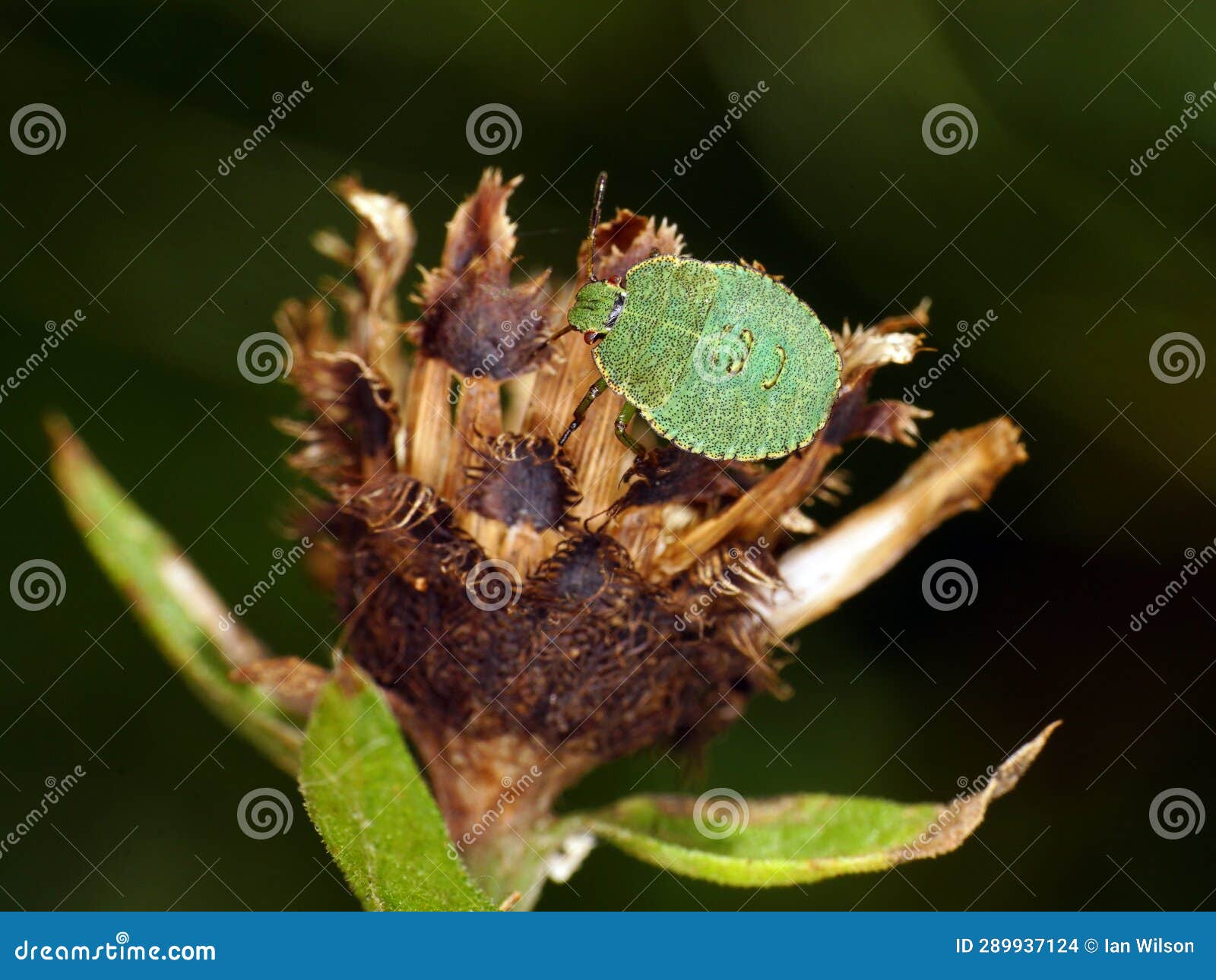 hawthorn shieldbug 4th fourth instar top view