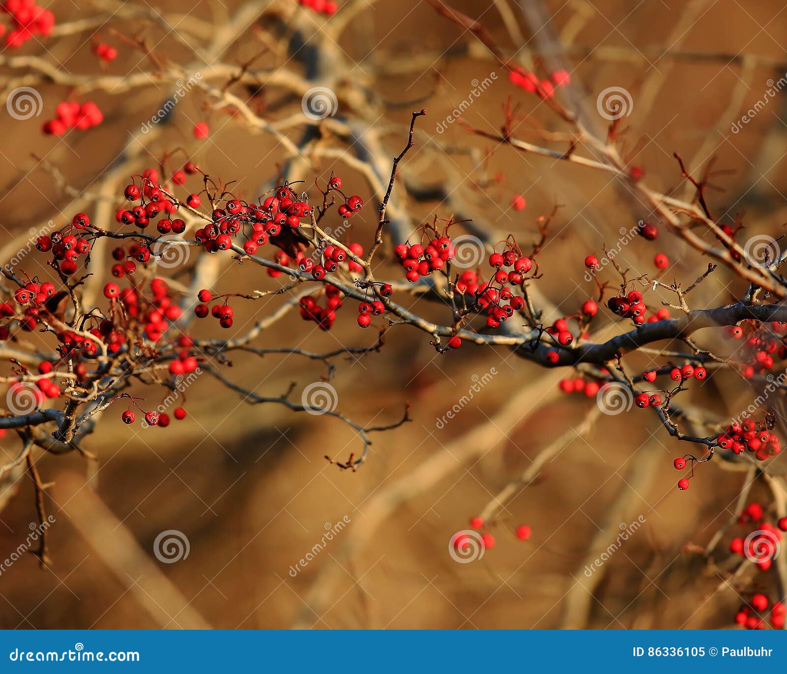 Hawthorne berries stock image. Image of bright, twigs 86336105