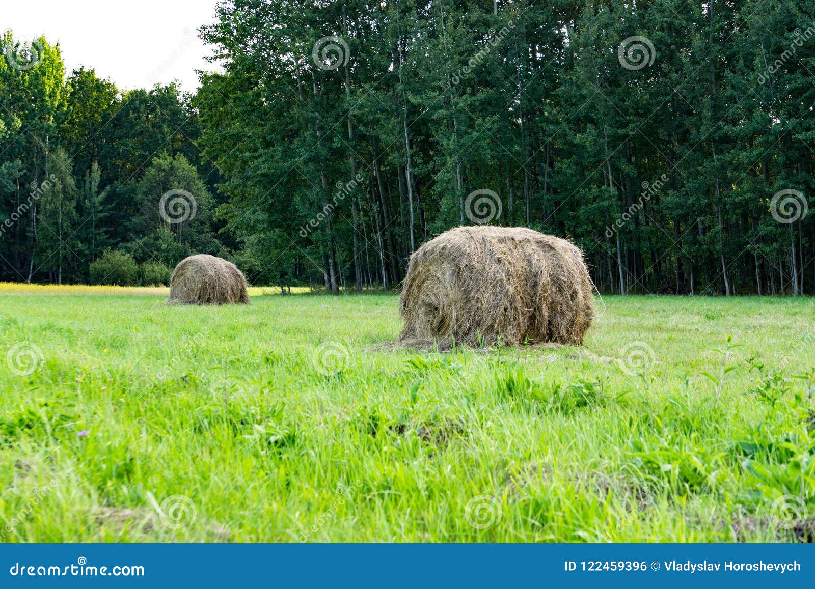 Collecting Hay in a Golden Field, Round Bales of Hay, Agriculture, Farm ...