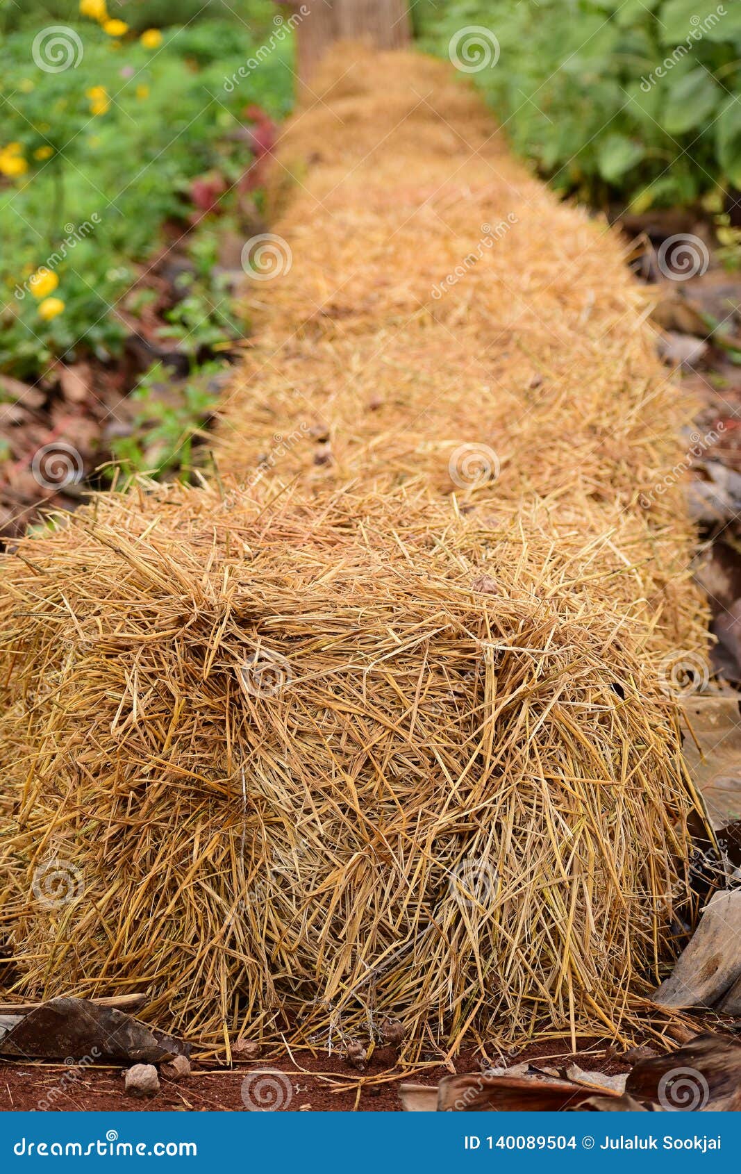 Hay Bale Stock Photo Image Of Outdoor Growth Natural 140089504