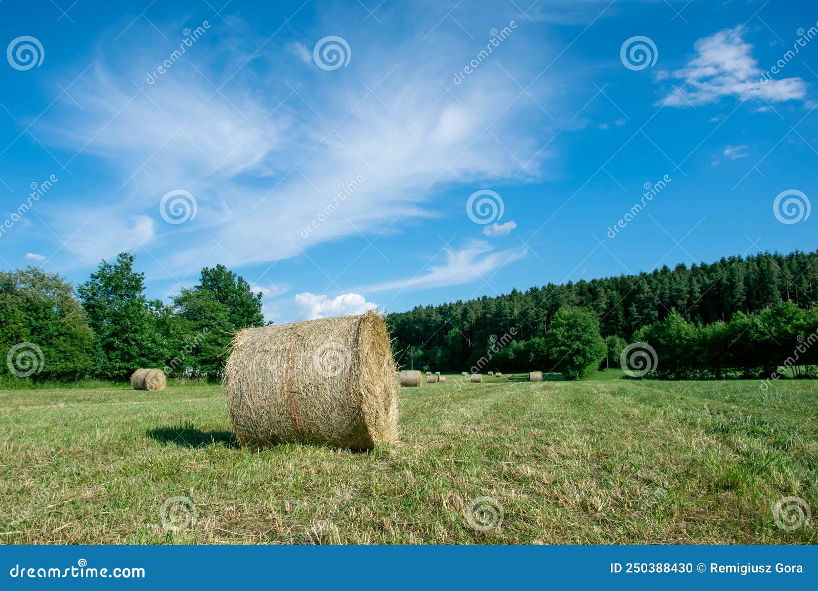 Hay Bale On The Meadow Stock Photo Image Of Grain Field 250388430