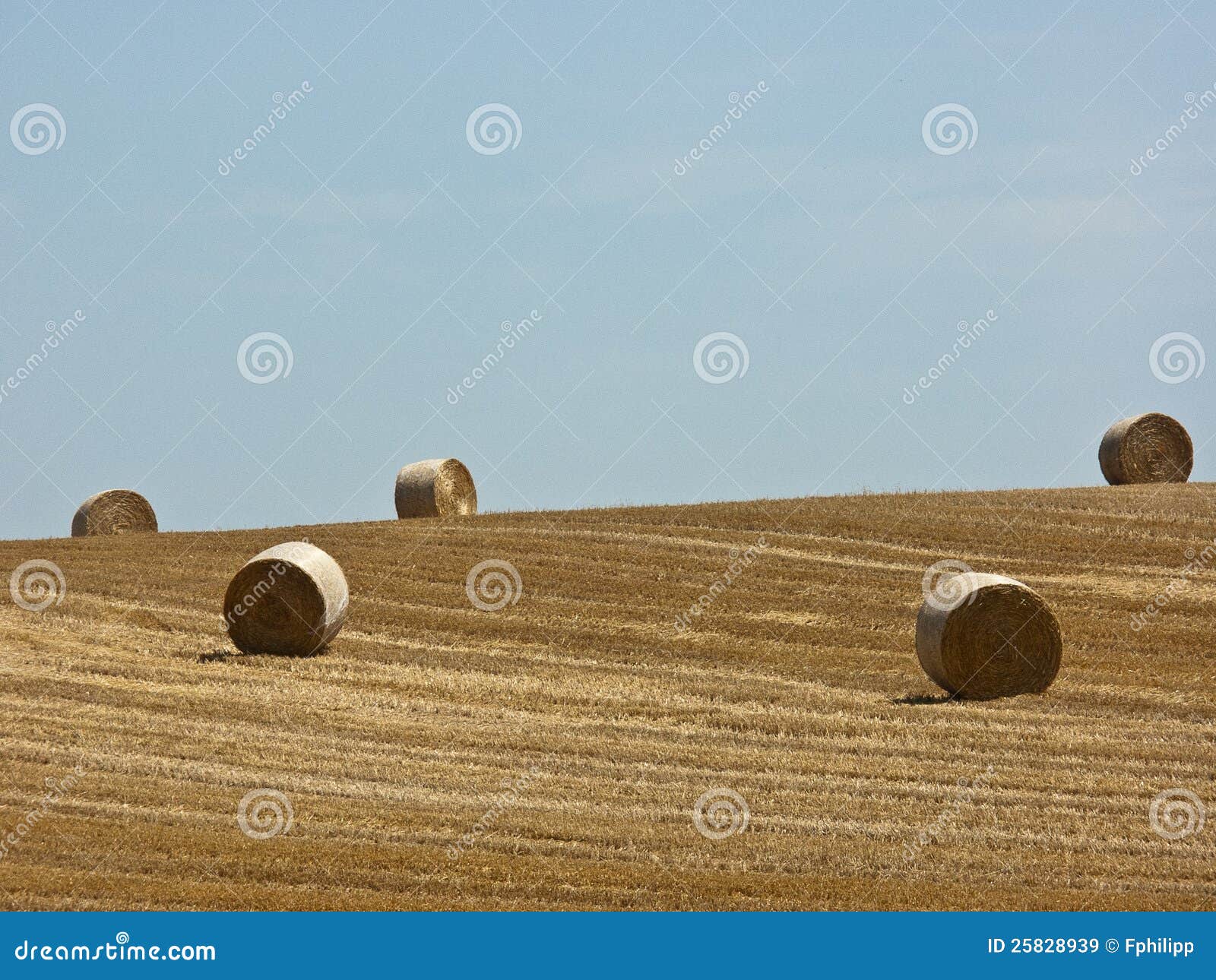 Hay bale rolls stock image. Image of rolling, hills, food 25828939
