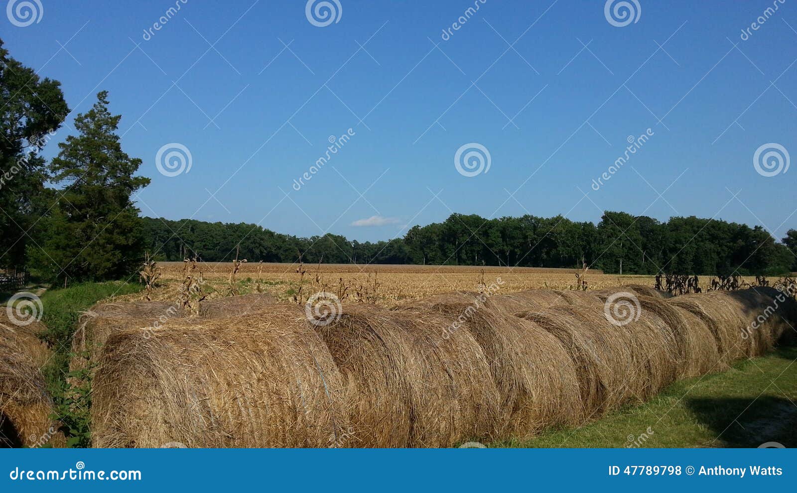 Hay bale rolls stock photo. Image of rolla, rolls, bale 47789798