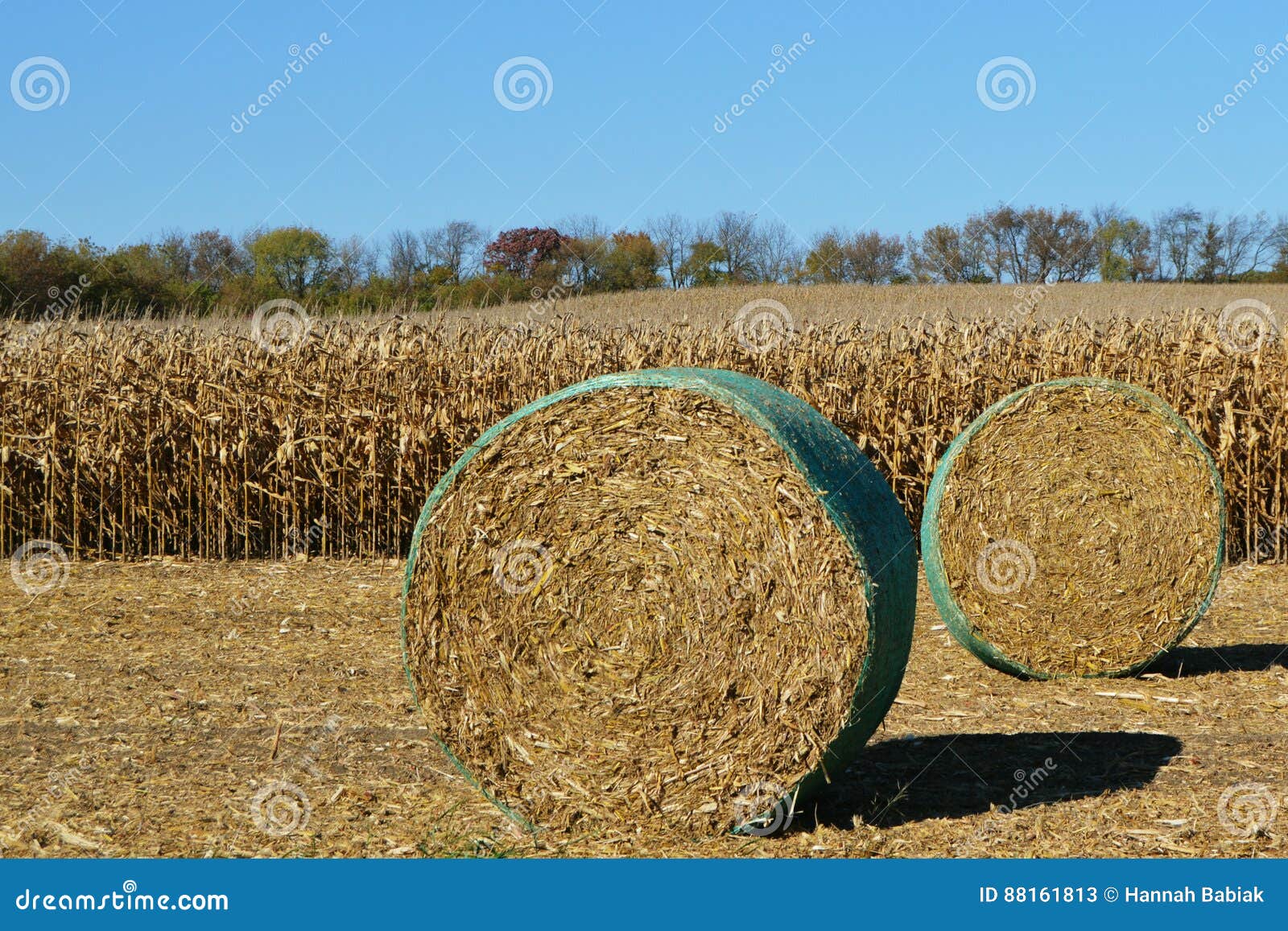 Hay Bales in Corn Field stock image. Image of farm, sitting 88161813