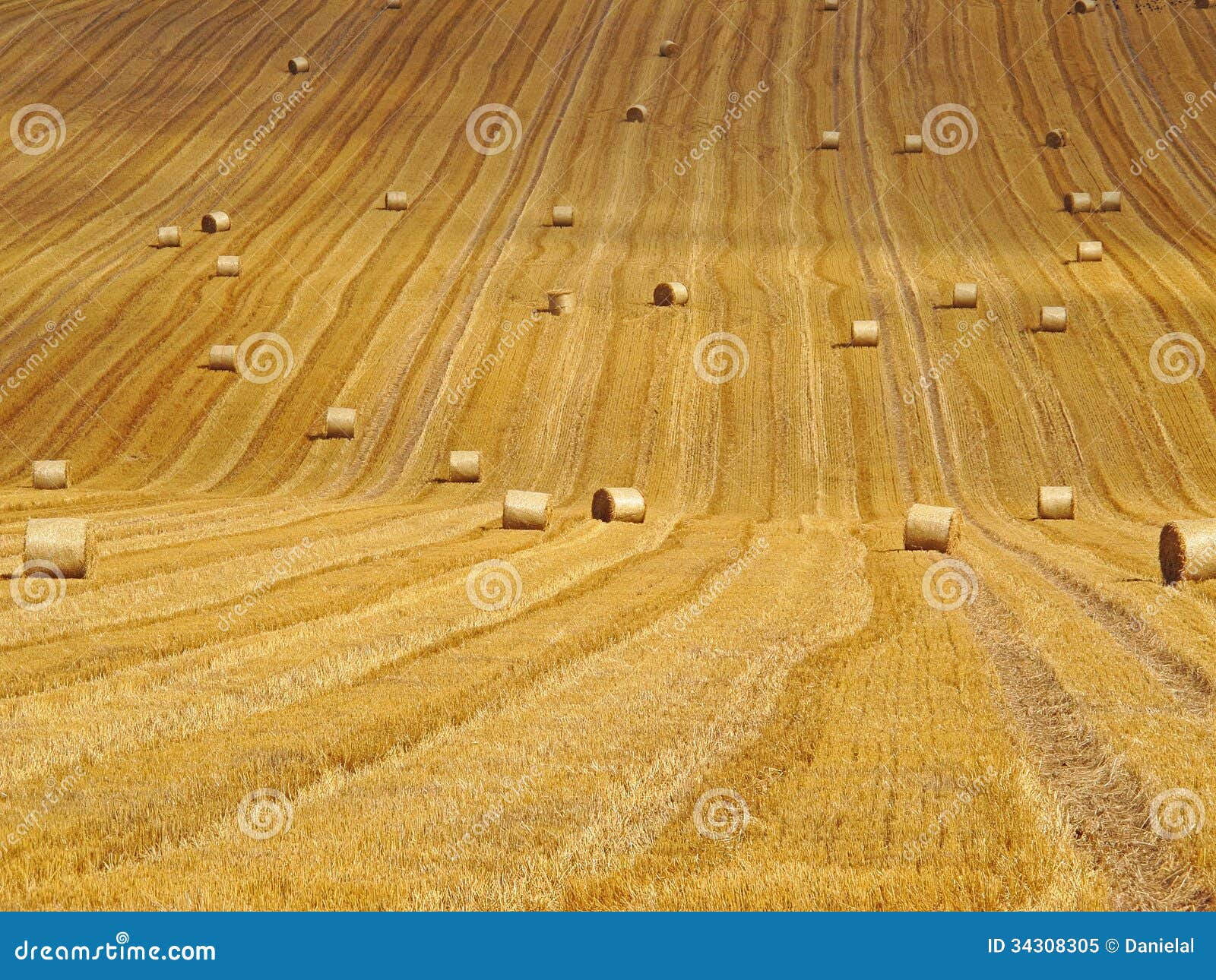 hay bales with cornfield