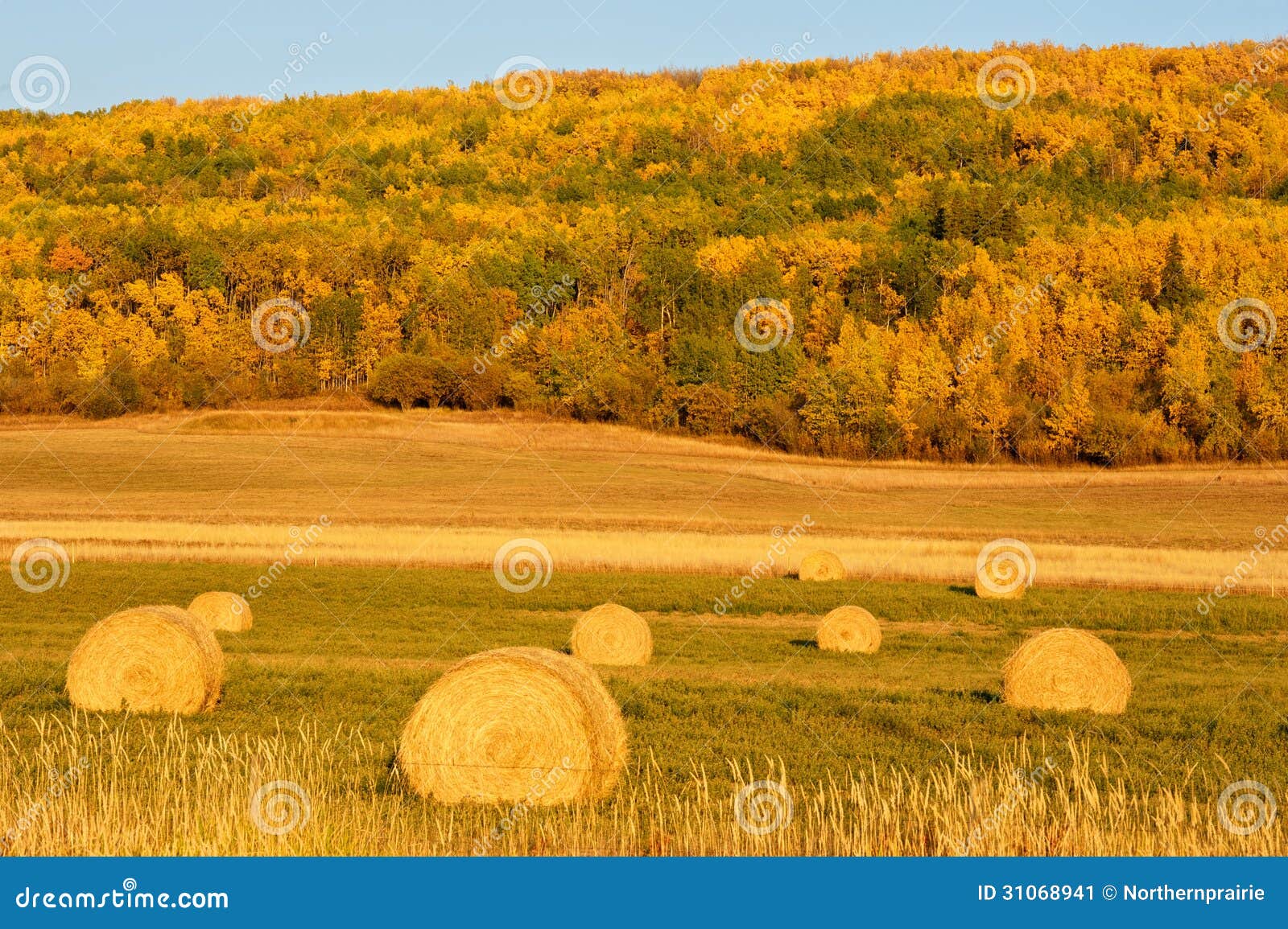 Hay bales in fall stock image. Image of yellow, farm 31068941
