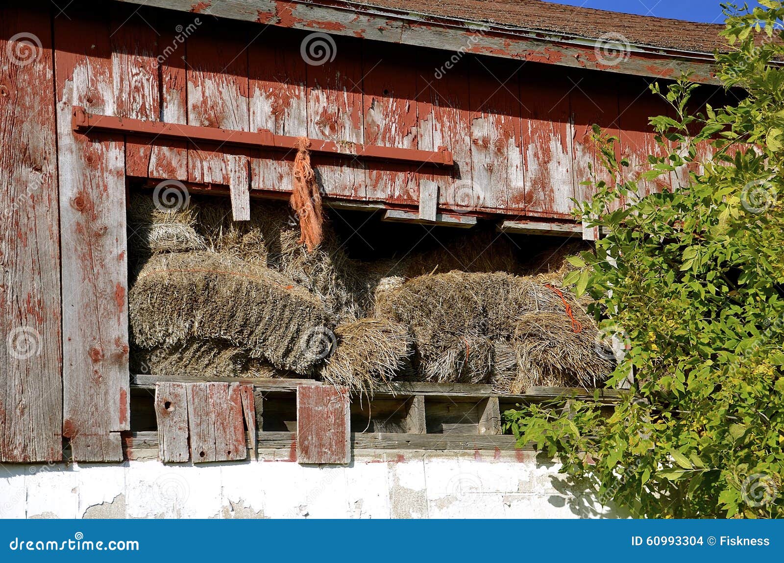 Hay Bales Falling Out of Old Barn Stock Photo Image of farmstead, milking 60993304