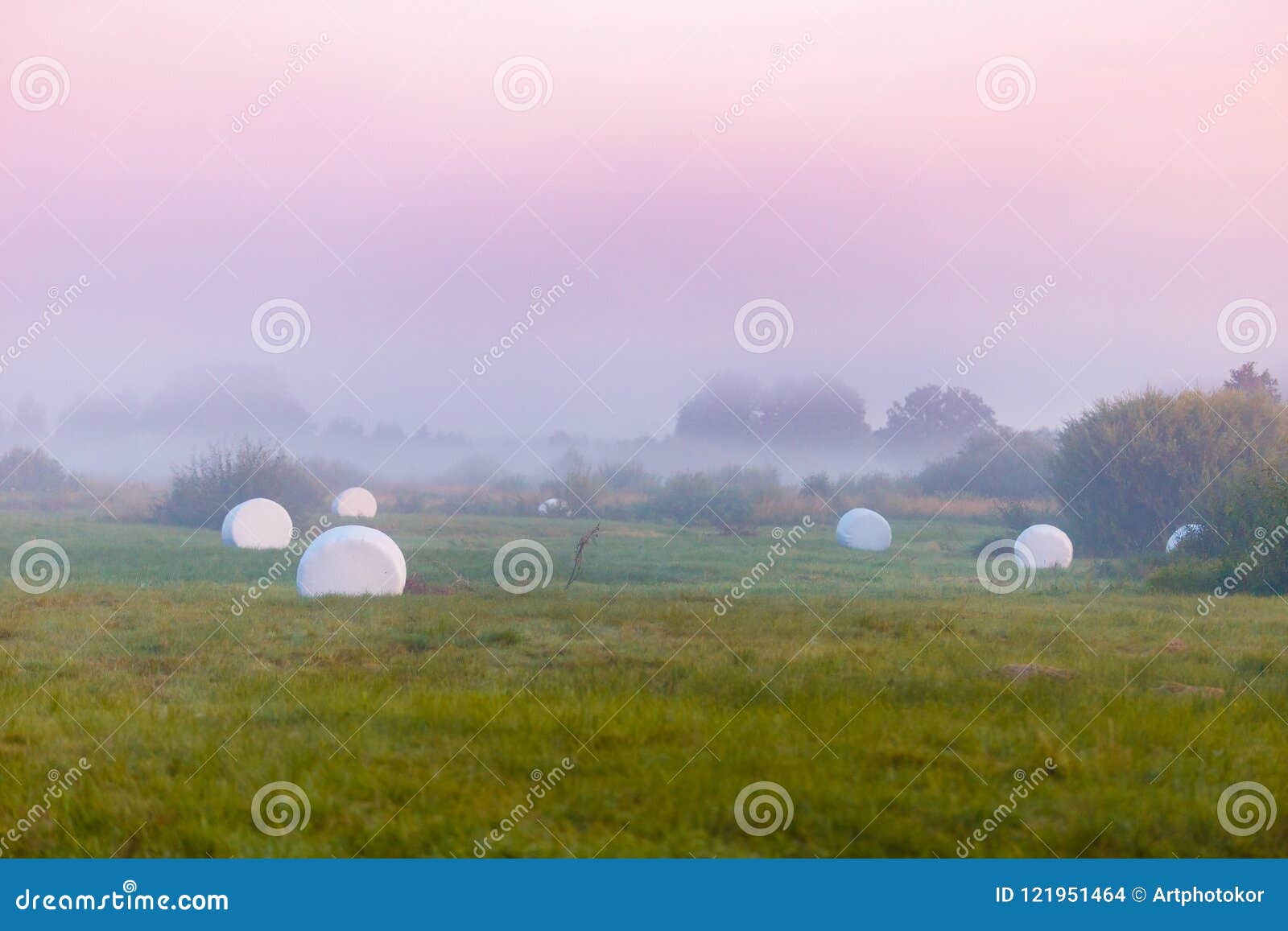 Hay bales on the farmland. Bales of hay on the farmland. Foggy morning landscape in Belarus