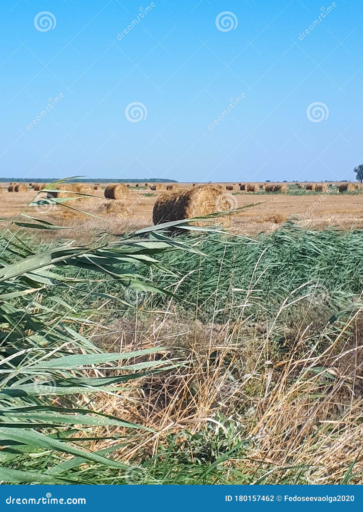 Hay and bales of hay on the field against the blue sky