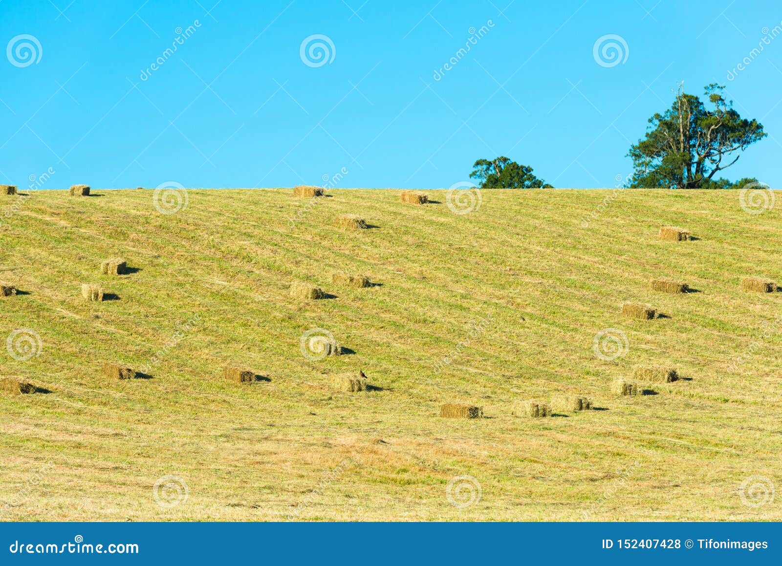 hay bales in the field, chile