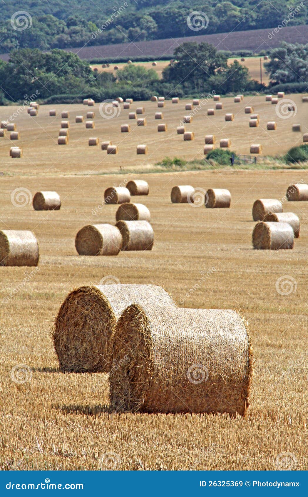 Hay bales in rural kent stock image. Image of cereals 26325369