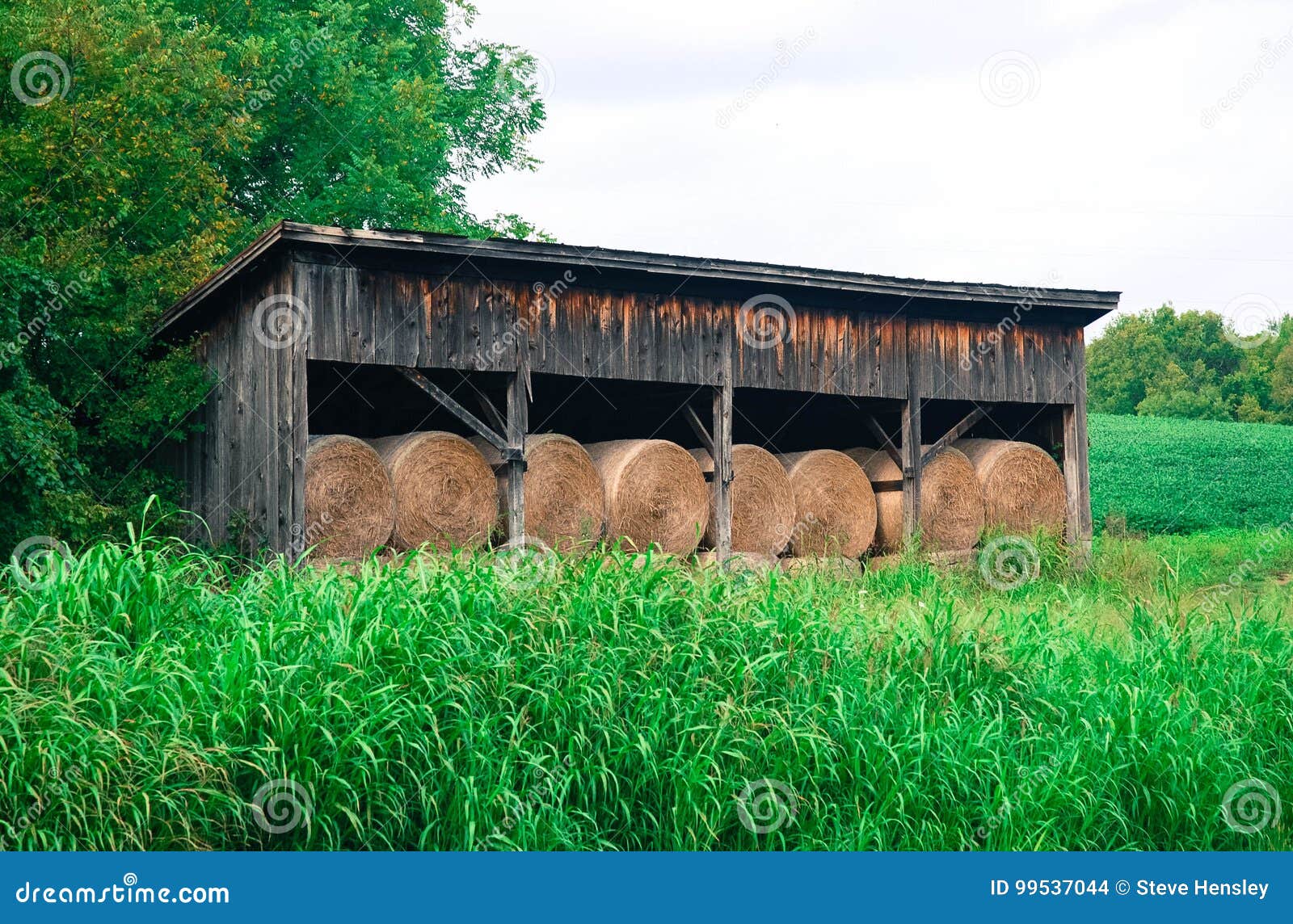Hay Bales Stacked in a Barn at the Edge of a Green Field Stock Photo