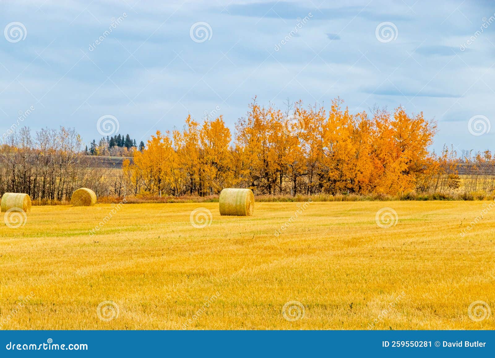 Hay Bales Wait for Storing in a Field. Red Deer County, Alberta, Canada