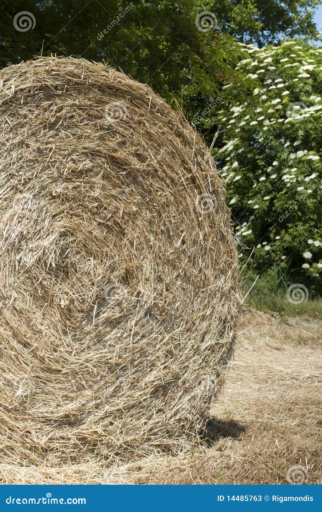 Hay ball detail stock image. Image of bale, grass, crop 14485763