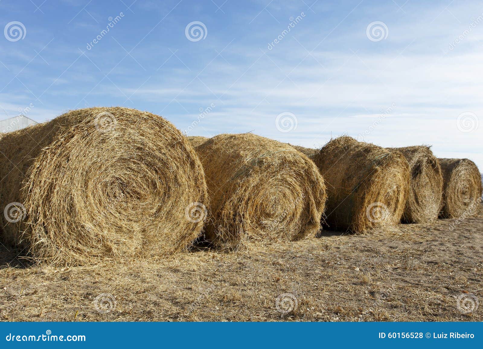 Hay for cattle stock photo. Image of golden, blue, meadow 60156528