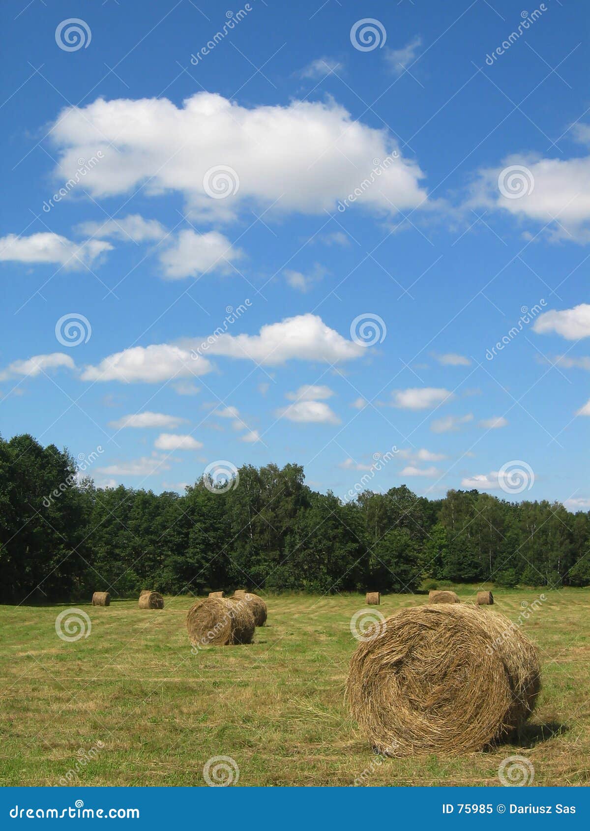 Hay field stock image. Image of peace, green, rural, tree 75985
