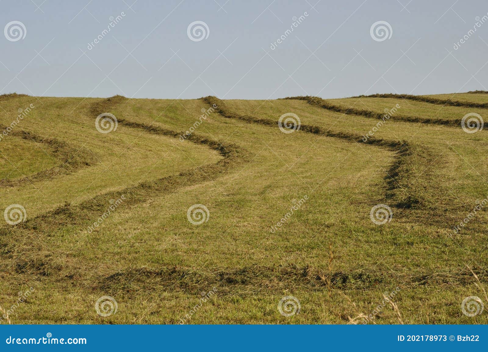 An hay field in Brittany stock image. Image of farm 202178973