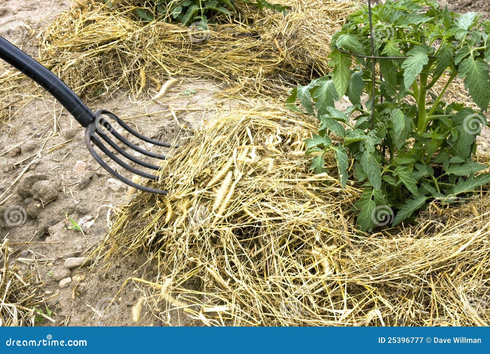 Hay Fork Mulching Tomato Plants Stock Image Image of cover, mulch