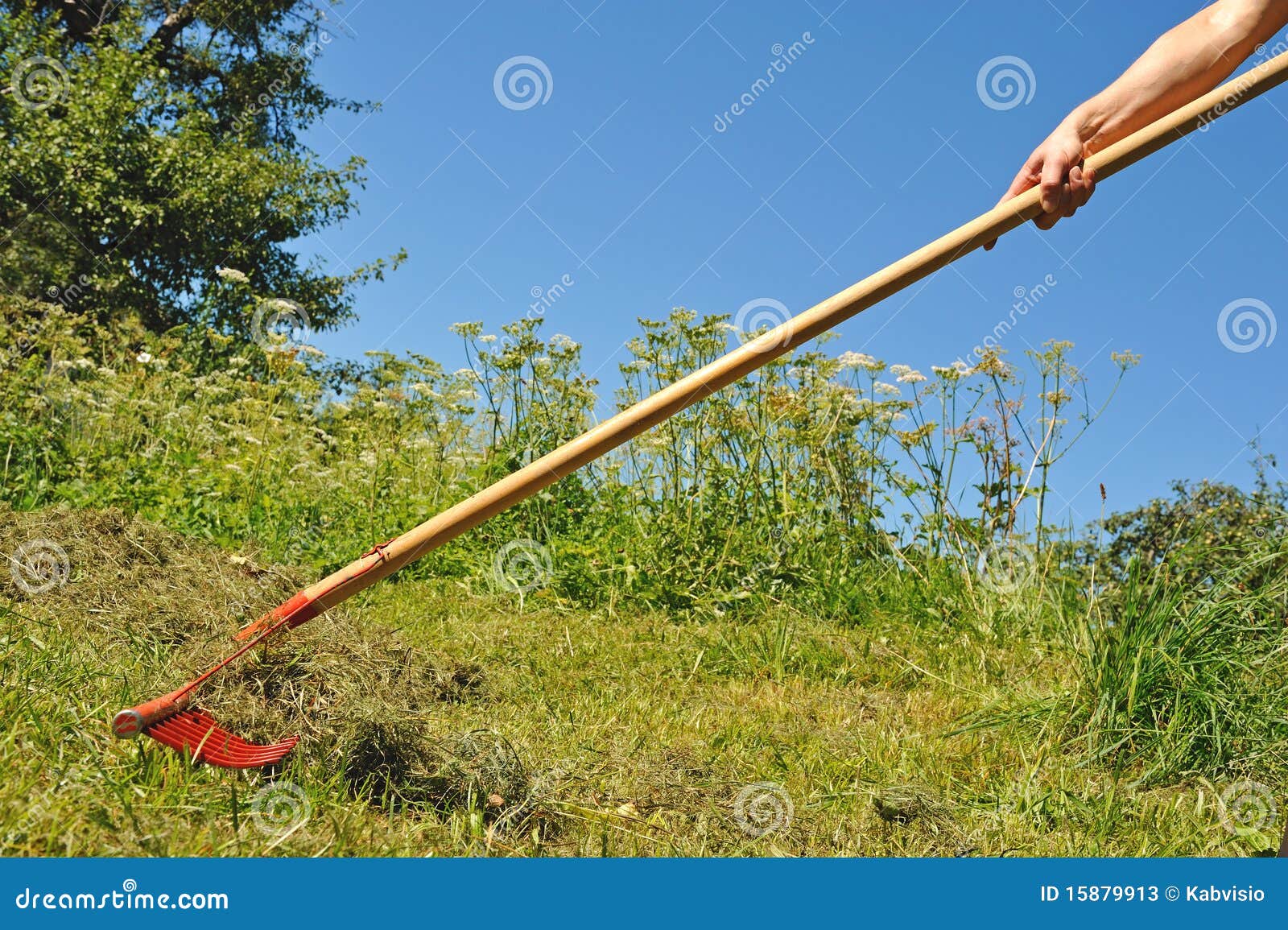 Hay harvest stock image. Image of fodder, wood, harvest 15879913