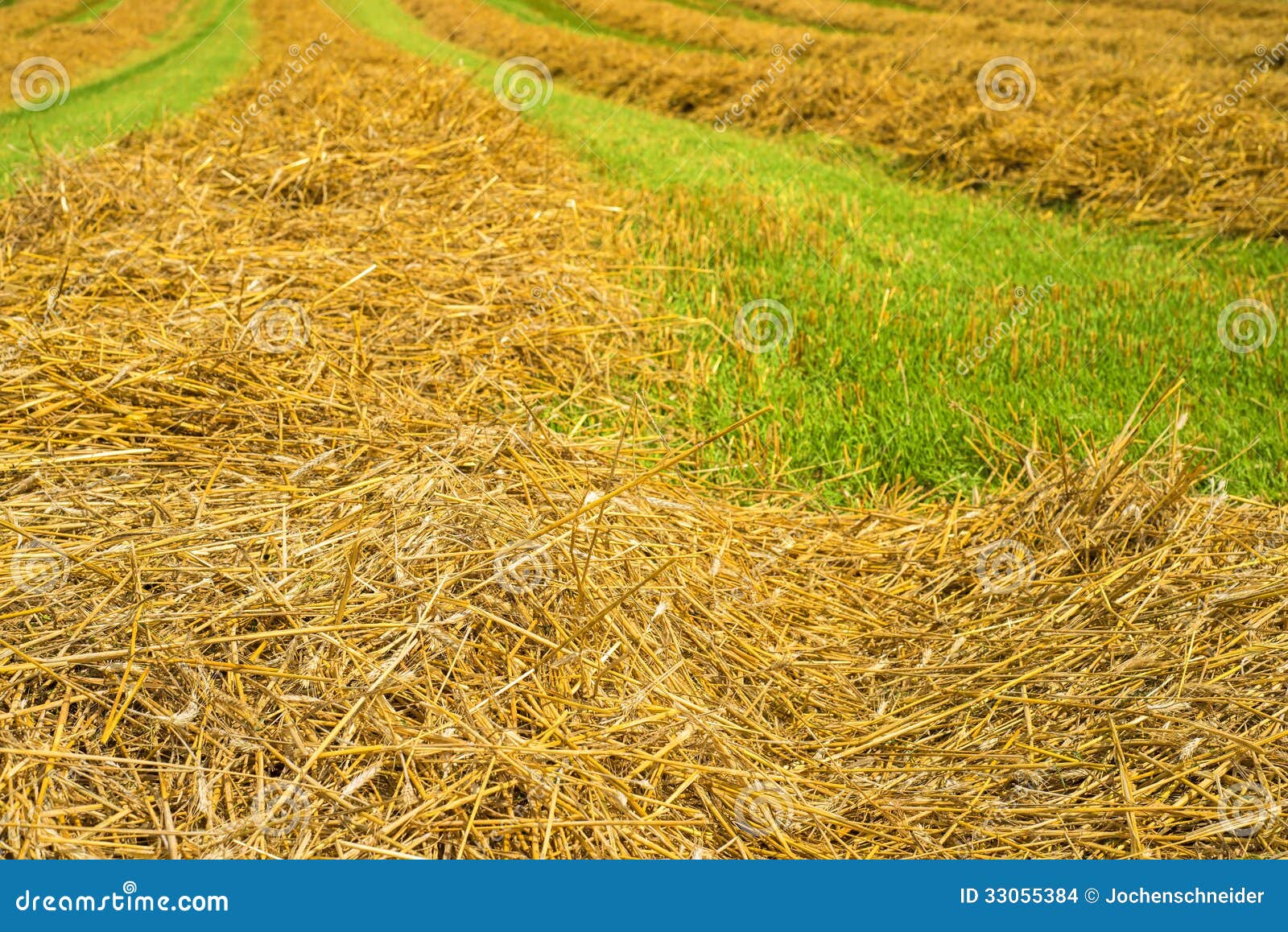 Hay harvest stock photo. Image of field, grass, meadow 33055384