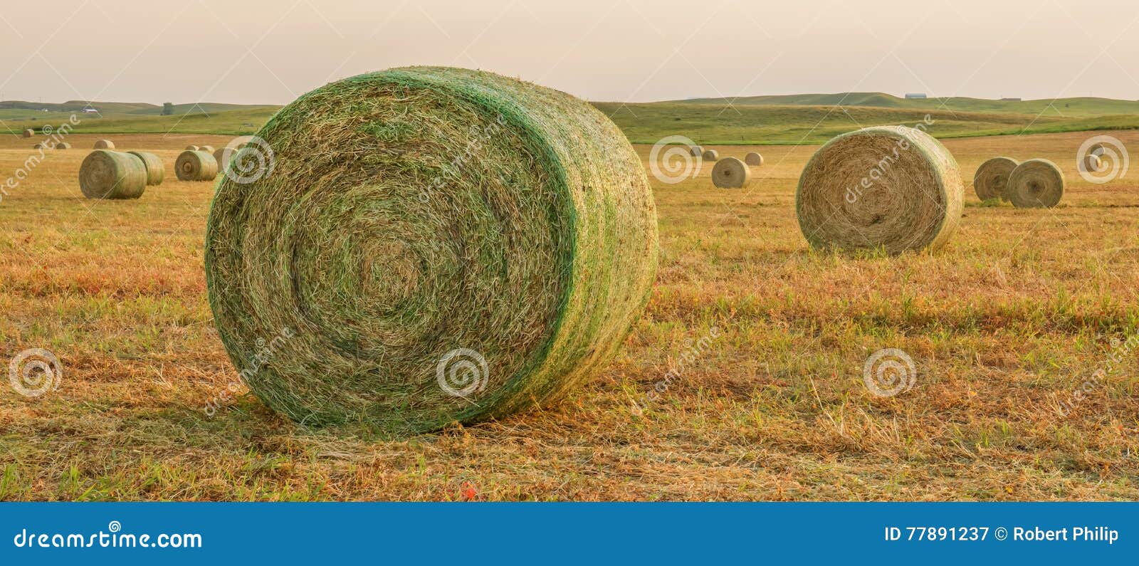 Hay harvest North Dakota stock image. Image of harvest 77891237