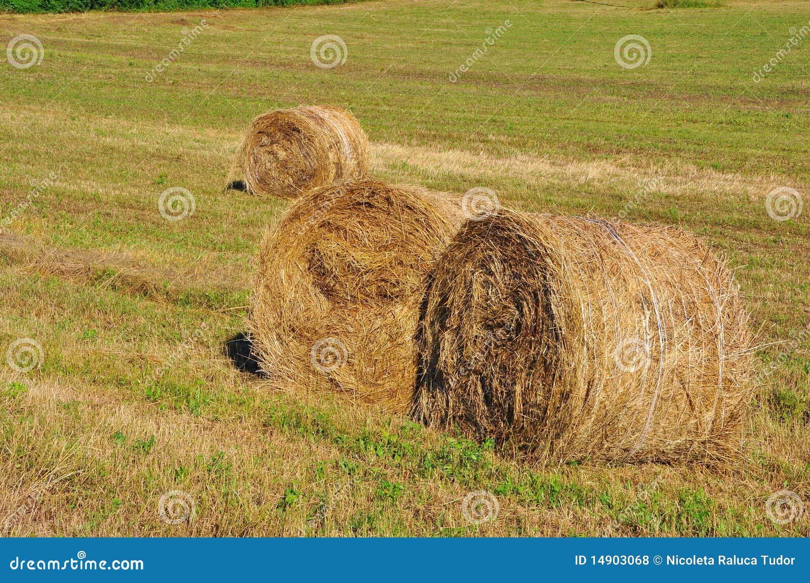 Hay Rolls in Tuscany , Italy Stock Photo - Image of circle, harvesting ...