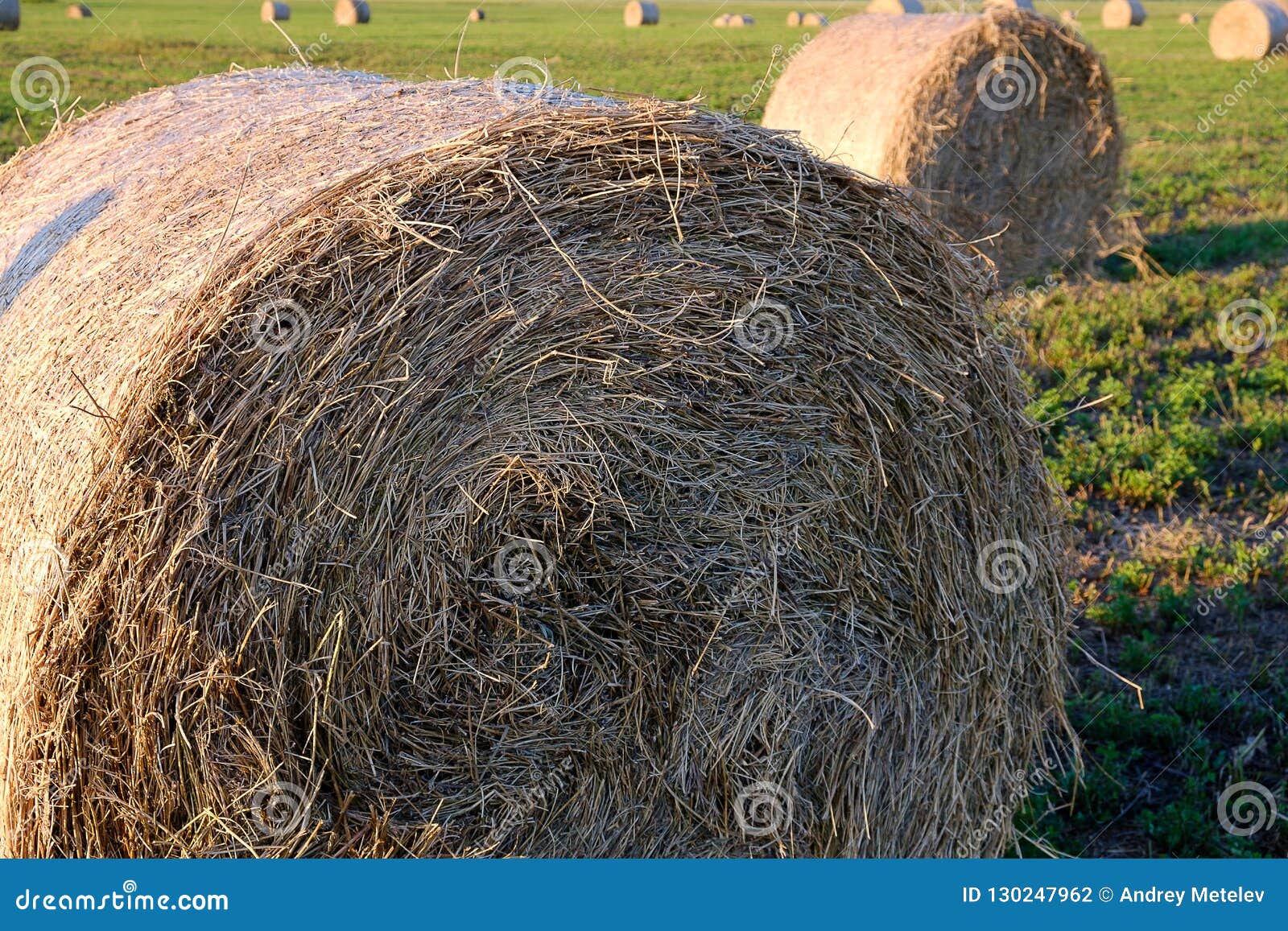 Hay Rolls for Animal Feed on the Field in Summer, Feed for Cows and Sheep  Stock Photo - Image of golden, country: 130247962