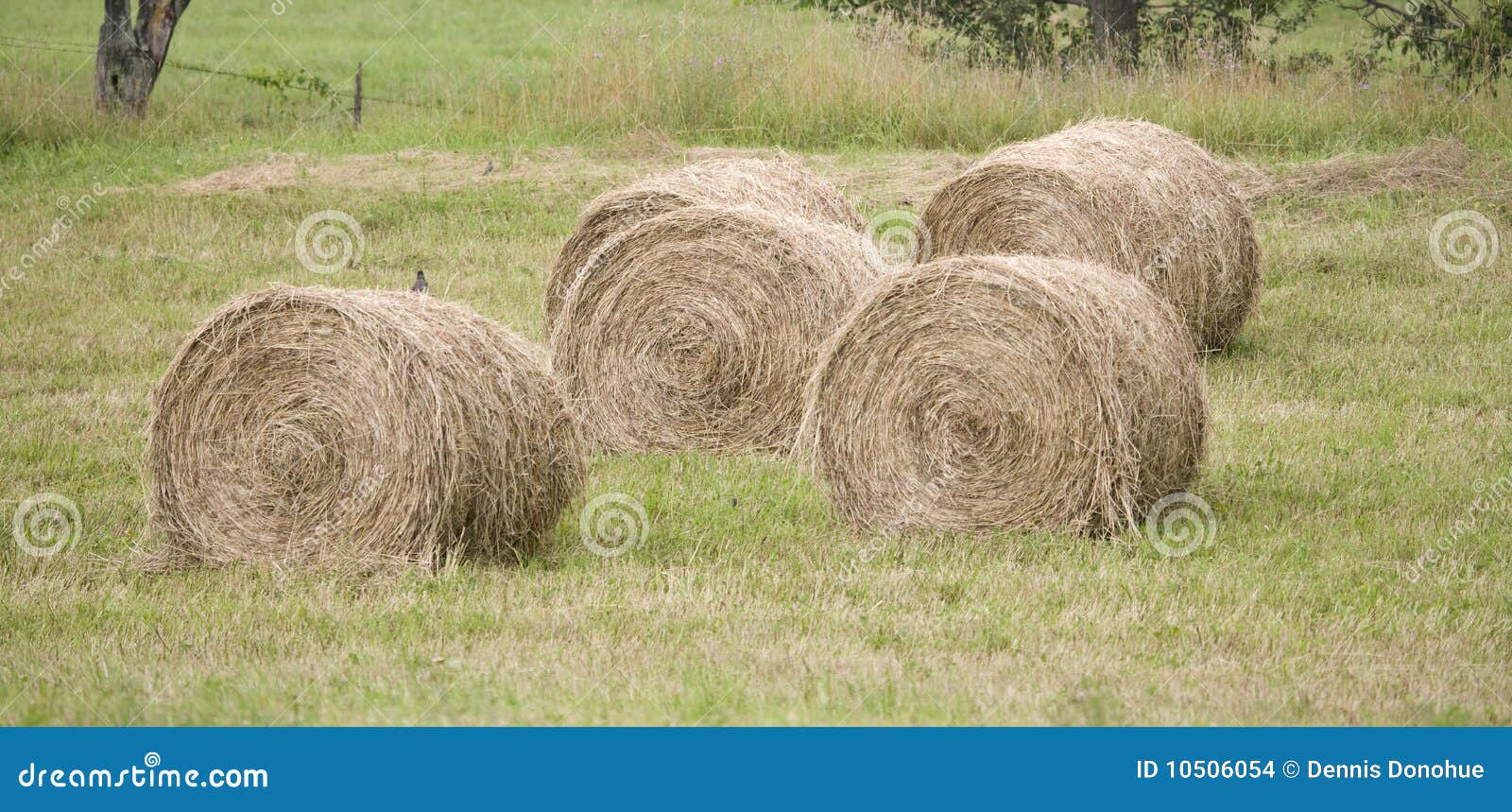 Hay Rolls in a Farmers Pasture Stock Photo Image of fall, winter