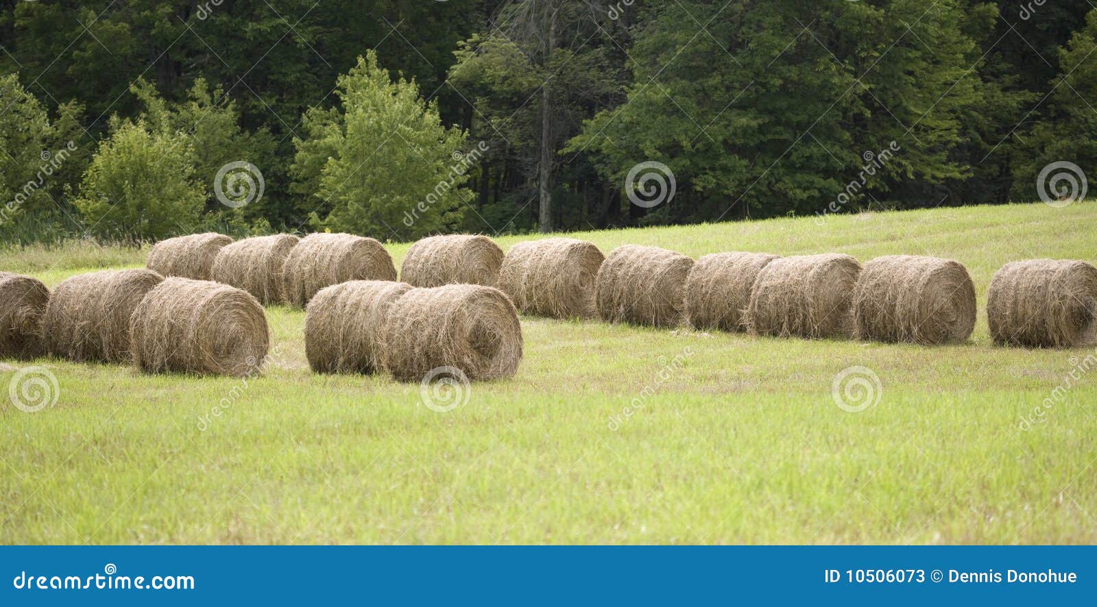 Hay Rolls in a Farmers Pasture Stock Image Image of meadow, fall