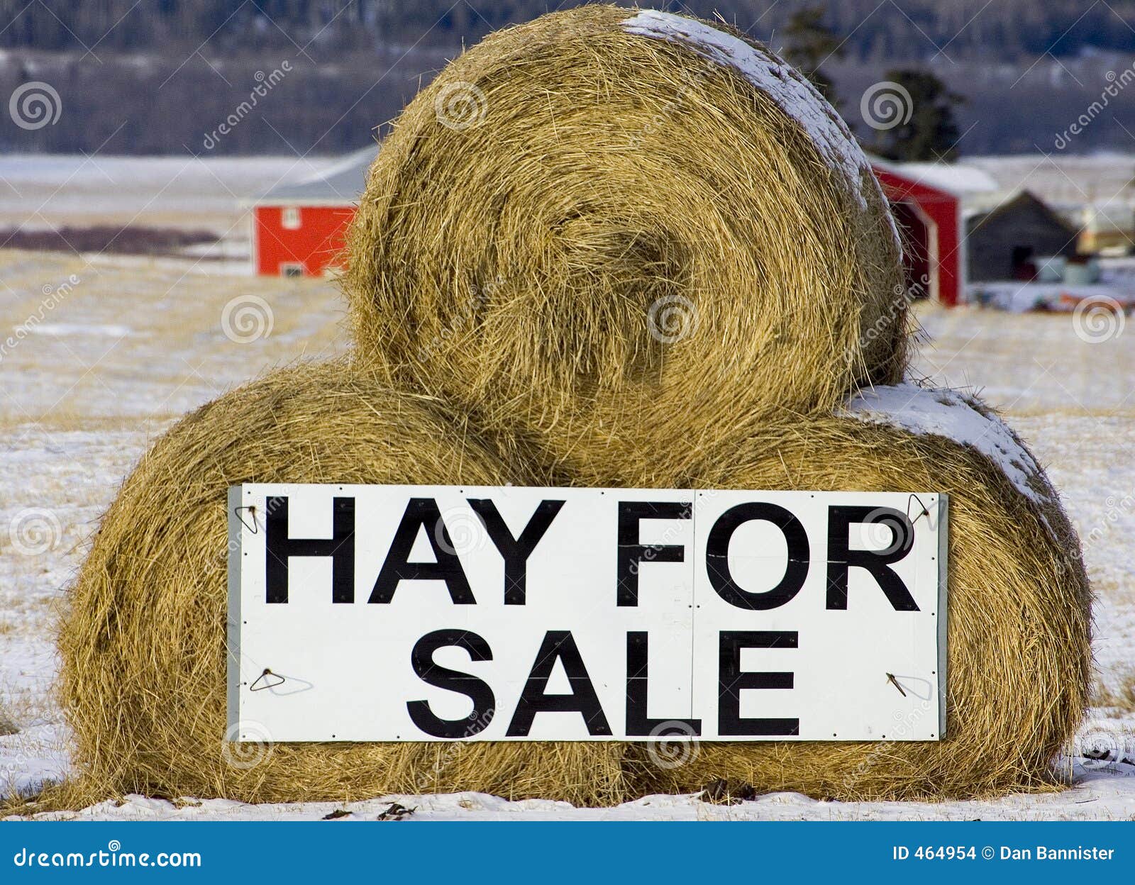 Hay for sale stock photo. Image of horse, animals, agriculture 464954