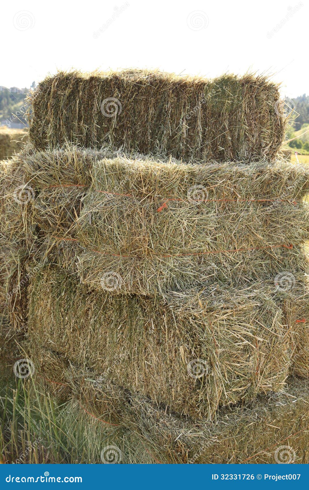 Hay stock photo. Image of hayfield, farmland, fields 32331726