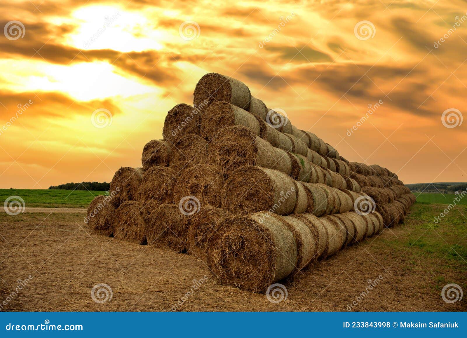 Hay Storage in Field Near Farm on Sunset. Haystacks Prepared for Animal Feed in Winter. Stacks Dry Hay Open Air Field Storage Stock Photo - Image of roll, farmer: 233843998 Hay Storage in Field Near Farm on Sunset. Haystacks Prepared for Animal Feed in Winter. Stacks Dry Hay Open Air Field Storage Stock Photo - Image of roll, farmer: 233843998