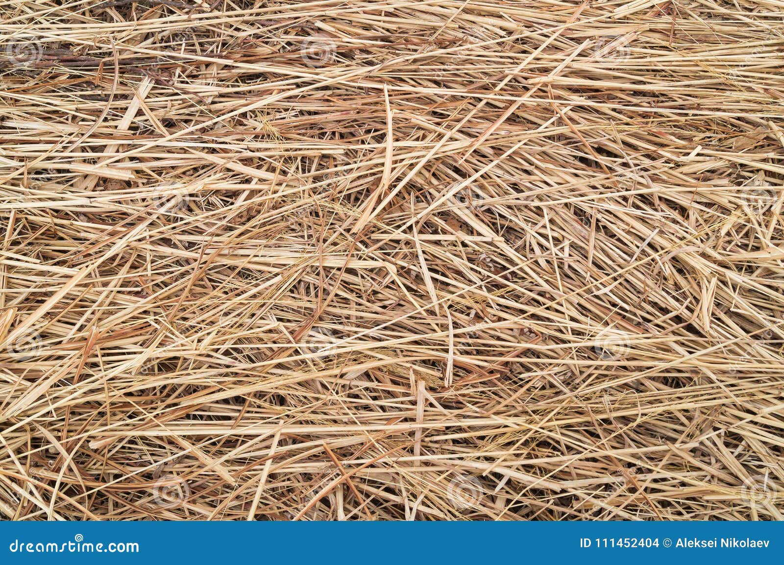 Hay Or Straw Or Dry Grass Background Texture Stock Photo Image Of