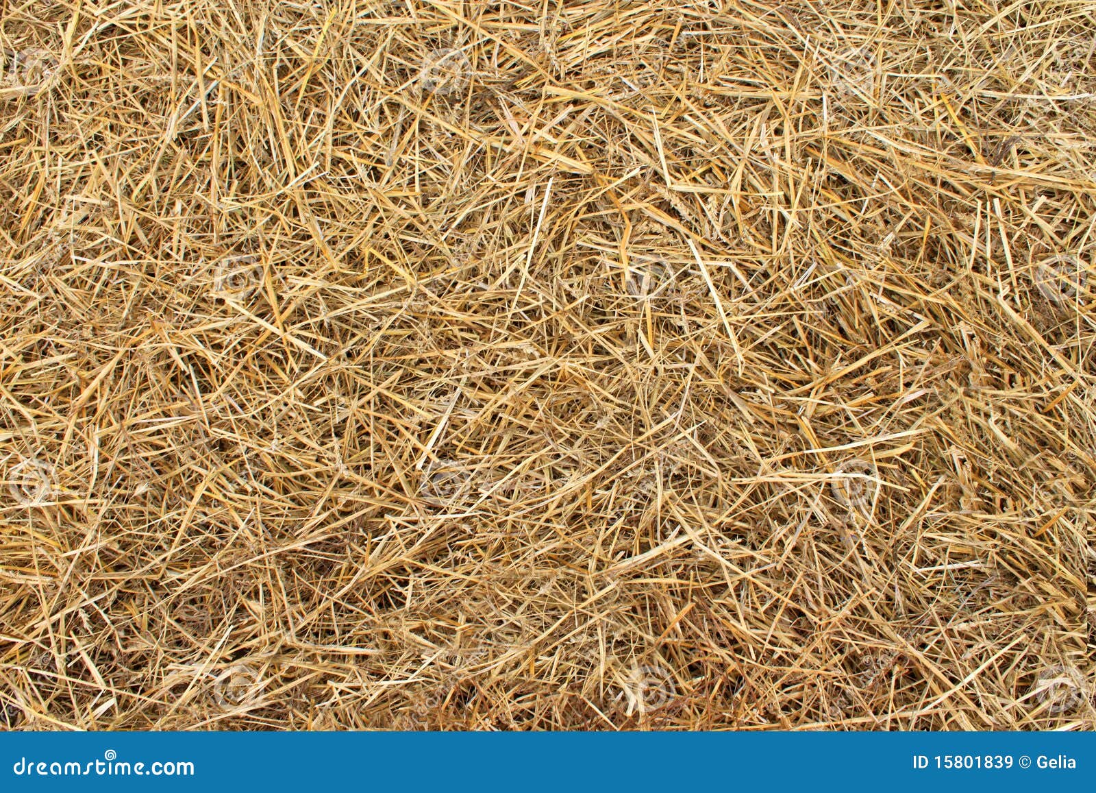 Hay texture (hay from Ukraine)