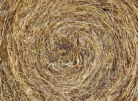 Hay texture stock photo. Image of straw, golden, yellow - 20771108