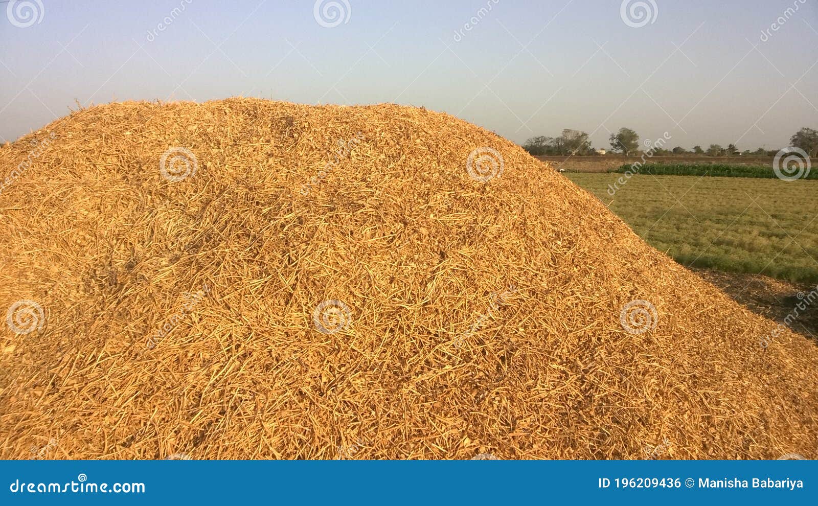 haystack in the farm with skyblue background