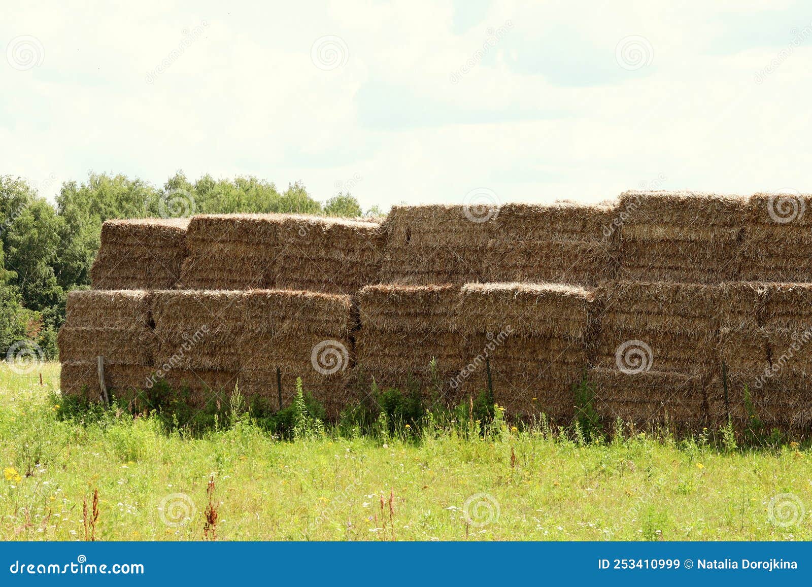 Haystack Group Hay Bale Agricultural Farm With Dry Grass Hay Heap