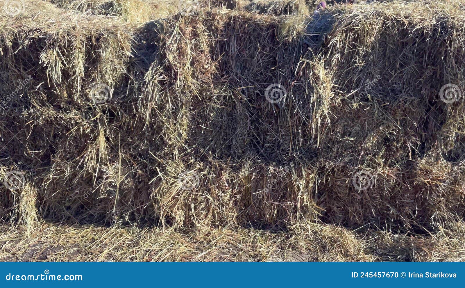 Dry Straw On The Road Haystack Hay Straw Bale Of Hay Group Dry