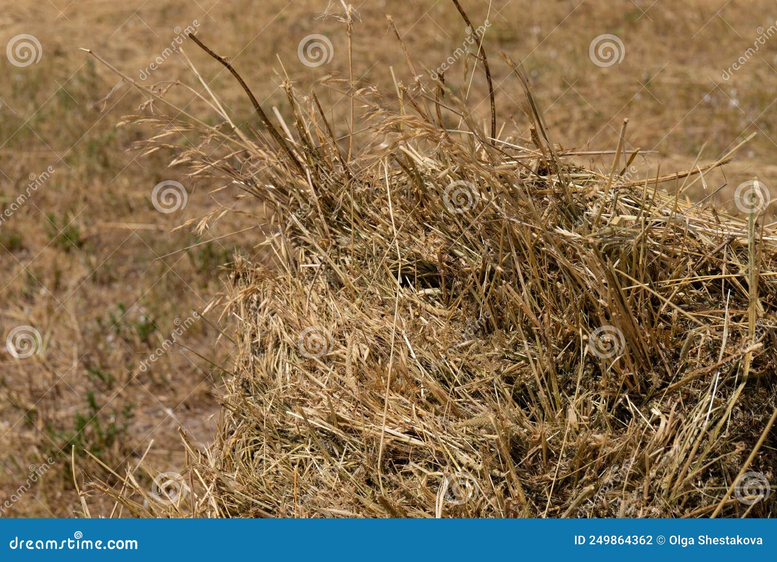 Haystack Or Hay Straw Mowed Dry Grass Hay In Stack On Farm Field Hay