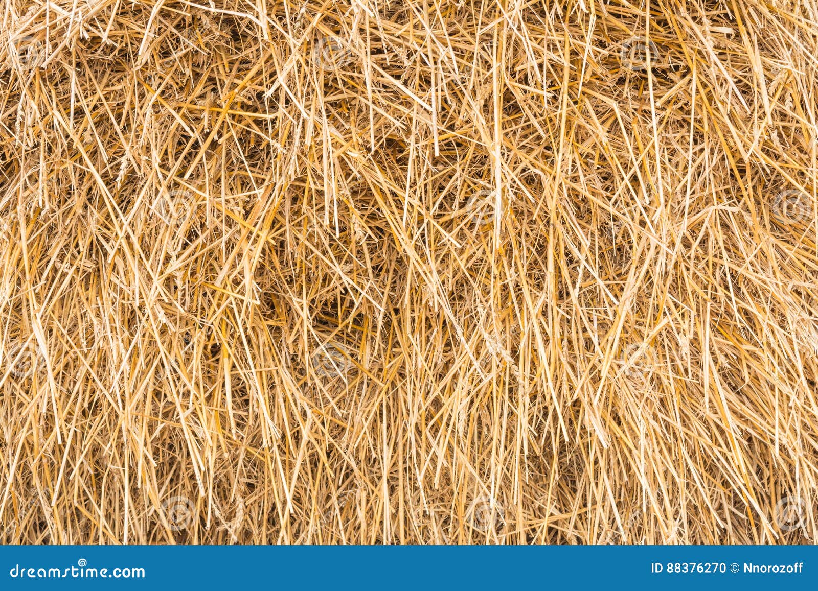 Straw hay texture