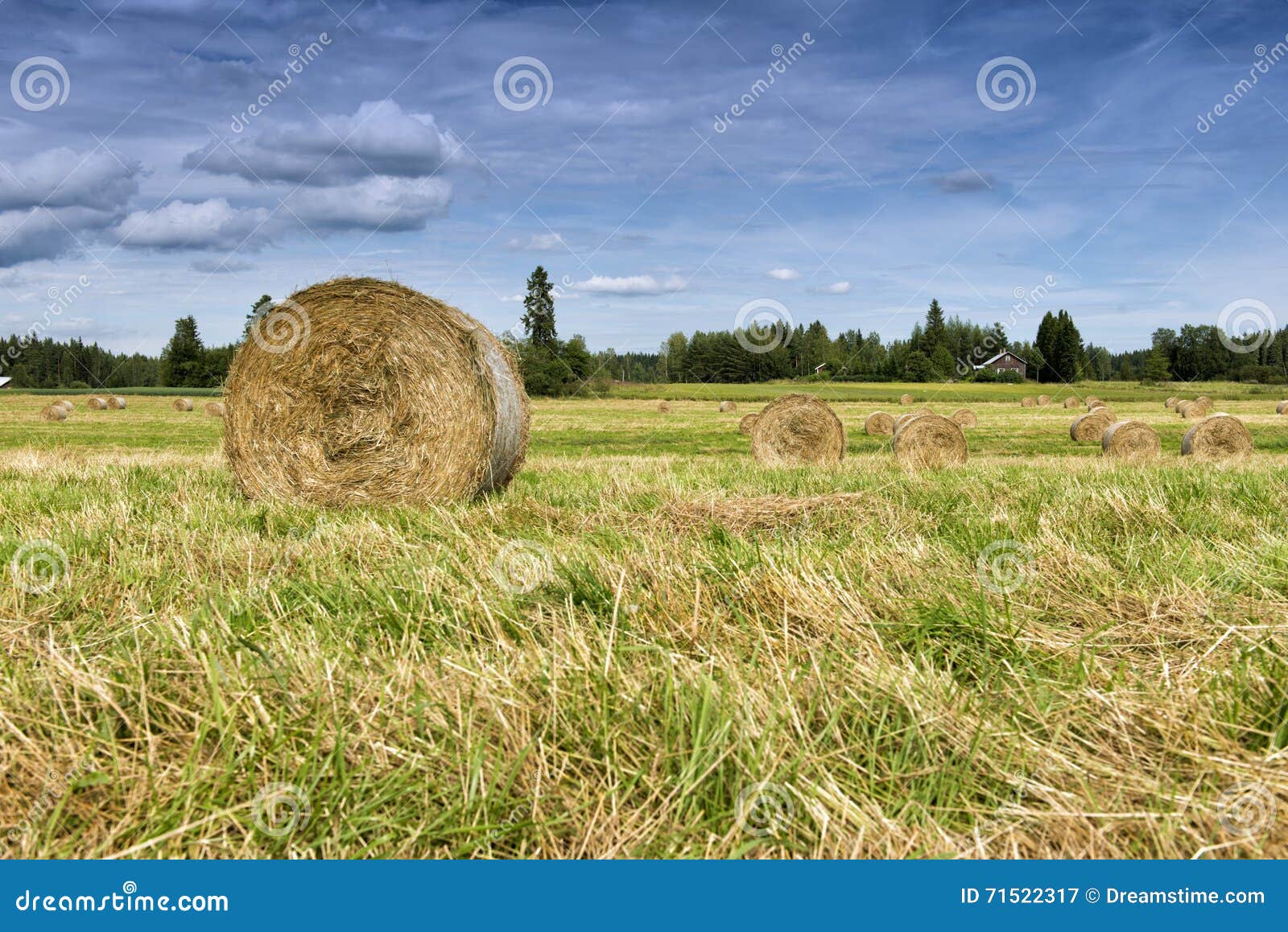 Haystacks. Riunisca il fieno Campo in mucchi di fieno