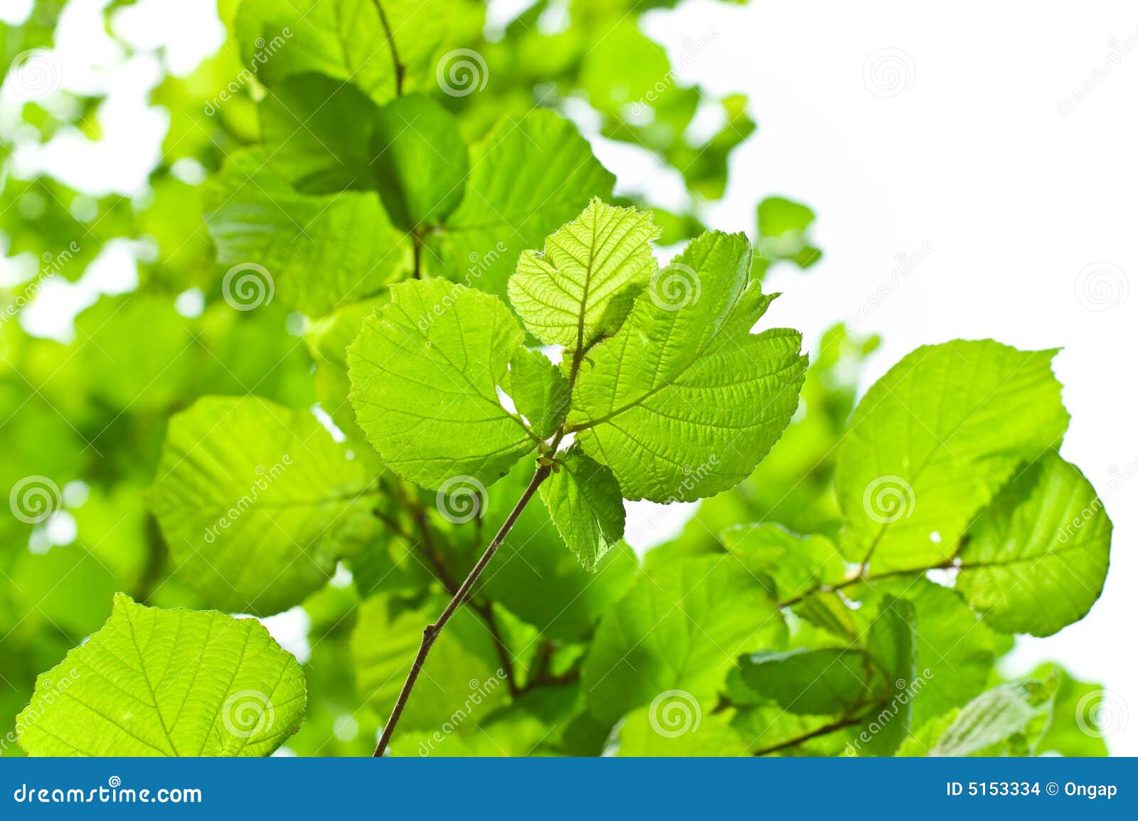 Hazel branches stock photo. Image of environmental, tree 5153334