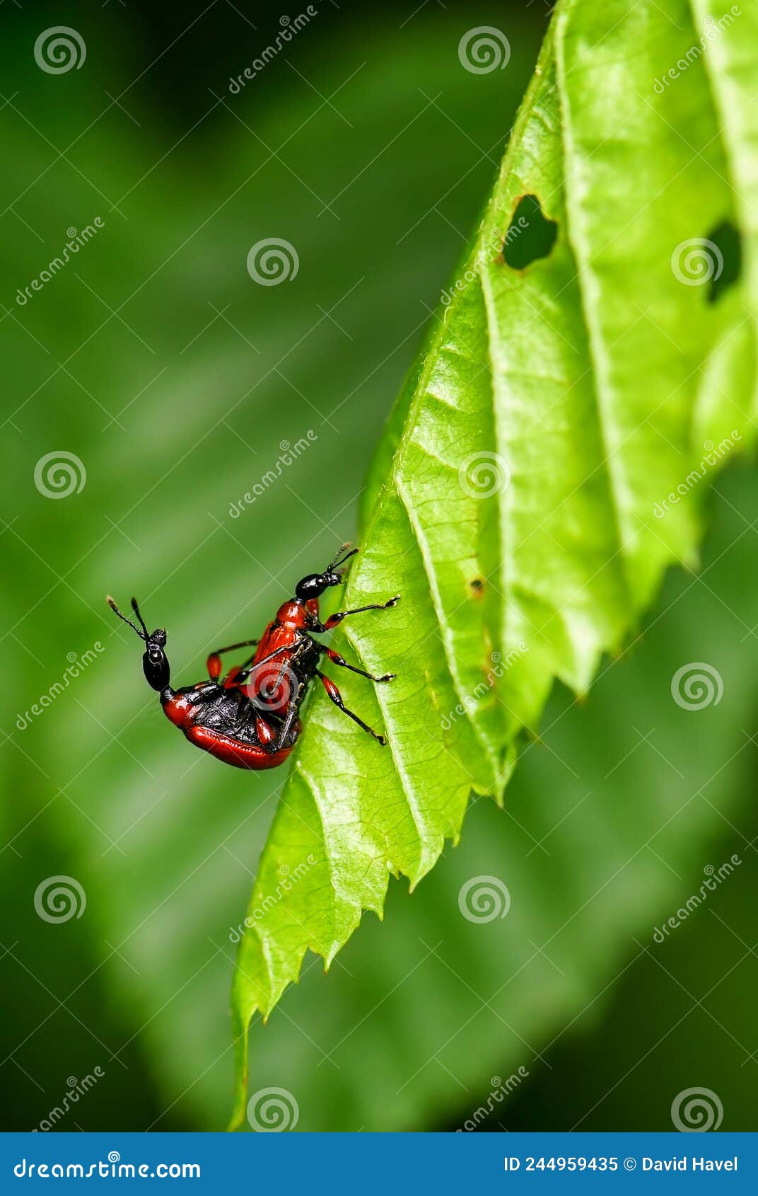 hazel leaf-roller weevil - apoderus coryli